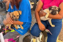 El programa busca evitar que las dificultades económicas impidan a las familias brindar atención veterinaria a sus mascotas.
