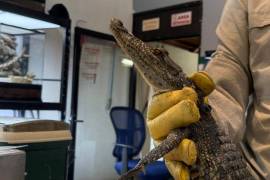 El reptil no pertenece al ecosistema local, precisó encargado del área de Fauna del museo.