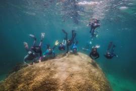 Un grupo de submarinistas descubrió un enorme coral de unos 10.4 metros de ancho, con de una antigüedad de entre 421 y 438 años, en una remota zona de la Gran Barrera de Arrecifes australiana, el sistema coralino más grande del mundo. EFE/ReefEcology/Richard Woodgett