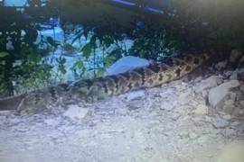 Paseantes que acudieron este fin de semana al Río Ramos en Allende, Nuevo León fueron sorprendidos por un reptil de gran tamaño.