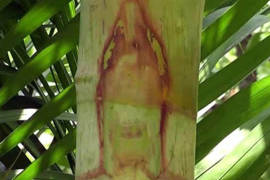 Aparece virgen a una palmera y conmociona a poblado del estado de Guerrero