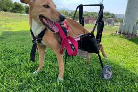 ​¡Vacaciones con mi mascota!