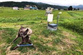 El lobo robot ‘Monster Wolf’, creado por una pequeña fábrica japonesa, se convirtió en un codiciado aliado para espantar osos cada vez más demandado mientras crecen los ataques y avistamientos en el archipiélago.