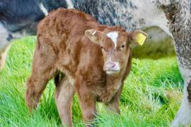 Ganaderos de la región Sureste enfrentan serias dificultades debido al cierre de fronteras para la exportación de carne a Estados Unidos, lo que ha llevado a la venta de ganado a precios muy por debajo de su valor.