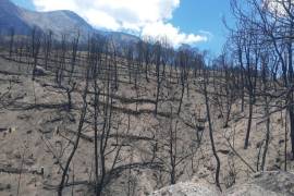 Incendio. El siniestro iniciado el 16 de marzo de 2021 consumió más de 3 mil hectáreas de bosque que alcanzó parte del Nuevo León.