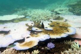 Pérdidas millonarias en Australia por daños en la Gran Barrera de Coral