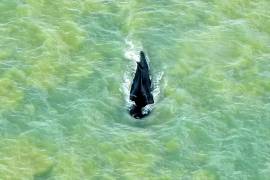Una ballena jorobada logra salir de un río australiano lleno de cocodrilos