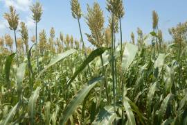 Entregaran semilla de sorgo forrajero a bajo precio a productores de Acuña