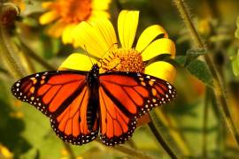 Las zonas de avistamiento de mariposas en Coahuila reportan números alarmantemente bajos en comparación con años anteriores.