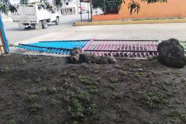 La caída de la barda perimetral obligó a suspender clases presenciales en el plantel para evitar poner en peligro a los alumnos.