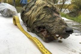 Descubren una cabeza de lobo de la Era del Hielo en Rusia