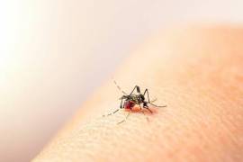 El Aedes aegypti, principal transmisor del dengue, se adapta cada vez más a climas templados, aumentando su alcance en regiones como Coahuila.