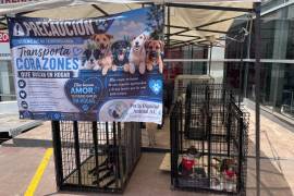 Perros y gatos rescatados de las calles fueron puestos en adopción durante la jornada realizada en Honda Saltillo.