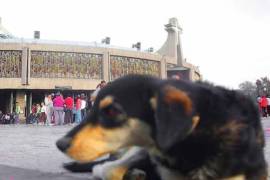 Peregrinos siguen abandonando perros en la Basílica