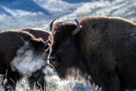 Liberan 19 bisontes americanos en Coahuila en Día Mundial de la Vida Silvestre