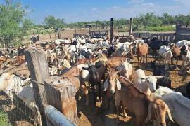 Brigadas sanitarias inspeccionan al ganado de Progreso, Coahuila, para detectar heridas y prevenir el gusano barrenador.