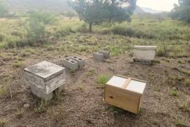 Dos colmenas destinadas a proyectos de posgrado fueron sustraídas entre el 1 y el 9 de septiembre.