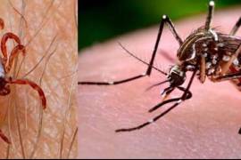 La acumulación de agua favorece la reproducción de mosquitos, por lo que se recomienda eliminar posibles criaderos en patios y viviendas.