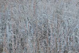 La presencia de hielo en la vegetación al sur de Galeana, Nuevo León fue reportada la mañana de este martes
