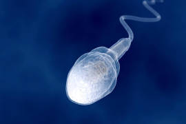 ¿Crisis de fertilidad?, los hombres cada vez producen menos espermatozoides