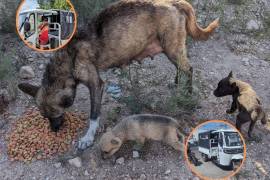 El joven rescatista ha superado enormes adversidades, incluyendo las adicciones. Su amor por los animales le dio una razón para seguir adelante, y ahora necesita de tu ayuda.