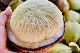 La manzana del coco crece después de los 3 a 6 meses, durante su proceso de germinación.