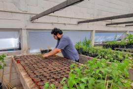 ersonal de la Dirección General de Medio Ambiente de Torreón inicia la etapa de reproducción de especies para la reforestación de 2026.