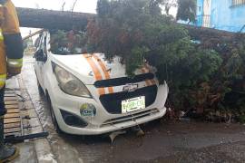 El árbol fue derribado por la fuerte tormenta registrada en Ramos.
