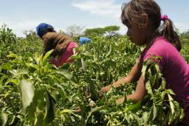 Niños jornaleros se intoxican por comer tomates fumigados