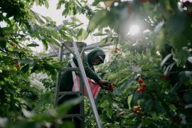 La recolección de cerezas en el noroeste del Pacífico atrae cada año a miles de trabajadores migrantes bajo el programa H-2A, quienes buscan mejores ingresos a pesar de la reciente reducción de salarios y los desafíos del sector.