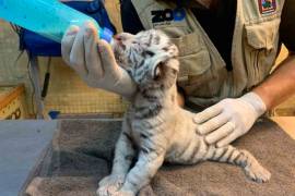 Nace en plena pandemia cachorro de tigre blanco en Zoológico de Culiacán