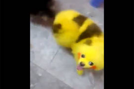 Pinta a su perro como ‘Pikachu’ (Video)