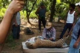 Cazan a jaguar en Veracruz y presumen las fotos en redes