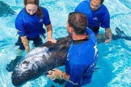 Ballena encallada es rescatada por SeaWorld