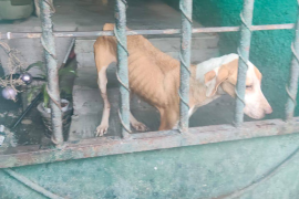 Tres perros con signos de desnutrición fueron rescatados tras reporte ciudadano; recibieron atención veterinaria tras intervención de autoridades.