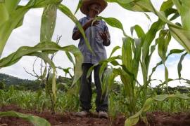 Censo Agropecuario 2017, en riesgo por menor presupuesto