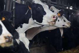 La OMS sigue de cerca los casos en Estados Unidos después de que el 1 de abril fuera notificada de un caso de H5N1 en un trabajador de una granja de producción lechera de Texas
