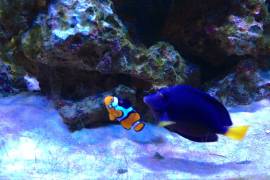 &quot;Dory y Nemo&quot; incrementan la compra de peces de su especie