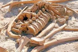 Preparan estudios de restos de mamuts encontrados en Santa Lucía