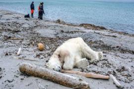 Matan a oso polar por atacar a guardia de crucero