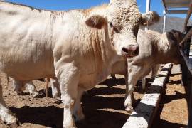 La Asociación Ganadera Local cerró el año con menor movimiento comercial.