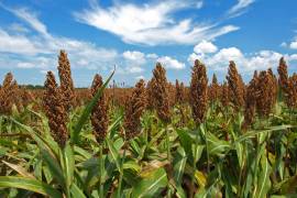 La gestión de la entrega se realiza a través de la Dirección de Fomento Agropecuario del municipio.