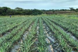 Los fabricantes de Tailandia, Filipinas e Indonesia, venden por debajo del precio real de la piña en almíbar, lo que genera un daño a la planta nacional. FOTO: ESPECIAL.