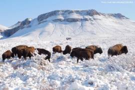 Tras 100 años de ausencia el bisonte americano regresa a Coahuila