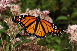 En Acuña se preparan grupos ambientalistas para recibir el próximo mes de octubre el paso de la mariposa Monarca.