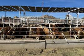 El cierre de la frontera limita la exportación de becerros y afecta la economía de productores.