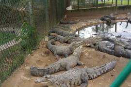 Profepa asegura más de 3 mil cocodrilos en Tabasco