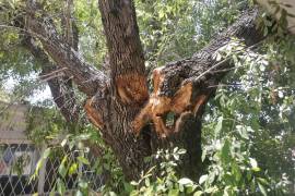 En una escuela primaria cuestionaron a elementos de Protección Civil porque pusieron en riesgo a los alumnos al retirar un árbol.