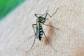 Nueve enfermedades que pueden transmitir los mosquitos: OMS