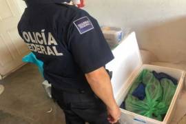 Detectan 28 kilos de totoaba en aeropuerto de Chihuahua